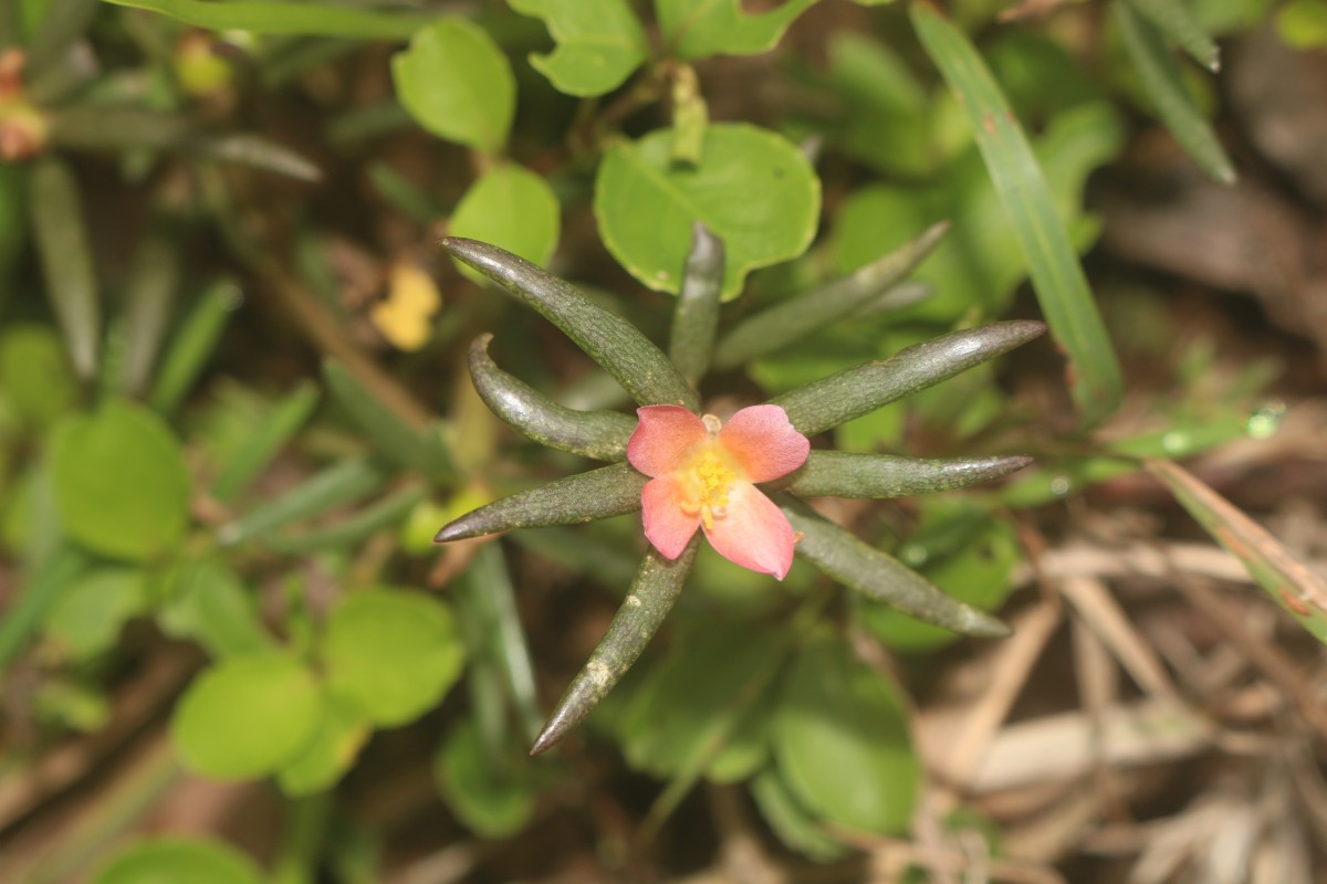 Portulaca tuberosa Roxb.